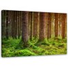 Obraz na plátně Stromy Příroda Krajina - 120x80 cm
