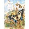 The Wonderful World of Insects (Pavel Dvorsky,Pavla Dvorska)(Pevná)