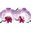 DIMEX | Obraz na skle | Orchidea GL-60-008 | 60 x 30 cm + Sklenený fotoobraz na stenu českej výroby DIMEX - GL-60-008 Orchidea, v rozmere 60 x 30 cm