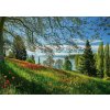 Puzzle Schimdt Puzzle Kvitnúce tulipány na ostrove Mainau 1000 dielikov (4001504589677)