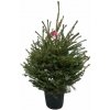Smrek obyčajný 80-100 cm v kvetináči, kont. C6