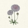 Jora Dahl Didiscus caeruleus 