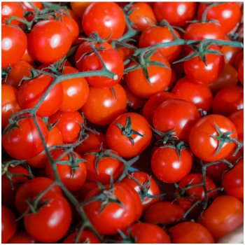 Paradajka Cherolla F1 - Solanum lycopersicum - semená paradajky - 5 ks
