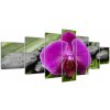 Orchidea - obraz (Obraz 210x100cm)