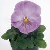 Fialka Inspire levanduľová F1 - Viola x wittrockiana - semená fialky - 20 ks