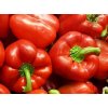 PAPRIKA sladká červená CALIFORNIA WONDER 0,5g semien W. Legutko