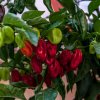 Chilli Bhut Jolokia - Capsicum chinense - semená - 5 ks