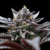 DNA Genetics - Double Stuffed Sorbet 5 ks - semená neobsahujú THC