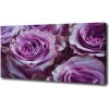 Foto obraz na plátne Fialové ruže 100x50 cm