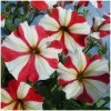 Petúnia mnohokvetá Henrietta F1 - Petunia hybrida - semená - 30 ks