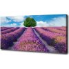 Foto obraz na plátne Pole levanduľa 100x50 cm