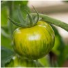 Paradajka Zelená zebra - Solanum lycopersicum - semená paradajky - 6 ks