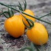 Paradajka tyčková Appleberry F1 PhR žltá - Solanum lycopersicum - semená - 7 ks