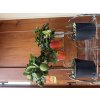Citrus Limone Rosso (červený citrus) - výška 60-70 cm