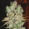 Ministry of Cannabis Auto Blueberry Domina semena neobsahují THC 2 ks