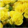 Begónia Nonstop F1 Yellow - Begonia tuberhybrida - predaj semien - 20 ks