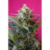 Big Devil XL Auto - feminizované a autoflowering semienka 3ks Sweet Seeds