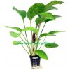 Echinodorus sp. Red Flame