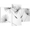 Čiernobiely obraz - páperie (Obraz 90x60cm)
