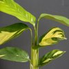 Calathea Golden Mosaic baby