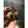 Bucephalandra Godzilla Kedang red