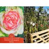 Ruža popínavá Pierre De Ronsard Bianco Rosa 140-200 cm - Meilland, kont. 5 l
