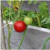 Paradajka Matina - Solanum lycopersicum - semená - 20 ks