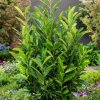 Vavrínovec lekársky Elly 2,5l, 30-30cm Prunus laur. Elly