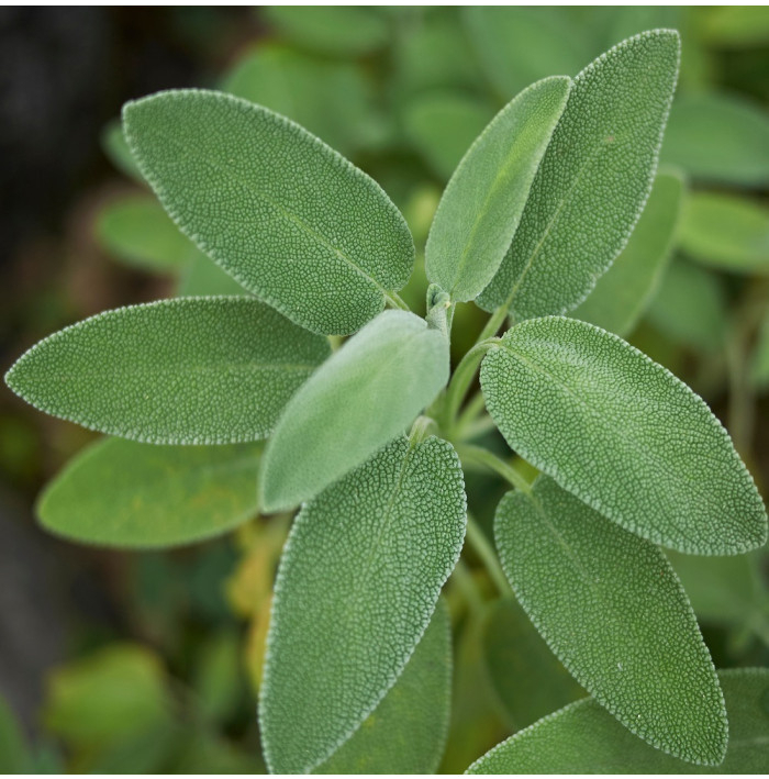 Šalvia lekárska - Salvia officinalis - semená šalvie - 20 ks