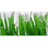 Foto obraz akryl do obývačky Steblá trávy 100x50 cm