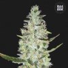 Bulk Seed Bank - Auto Special Skunk 10 ks - Semená neobsahujú THC