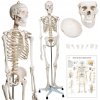 JAGO Anatomitský model ľudskej Kostry človeka, ľudský anatomický model 181,5cm na stojane