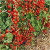 Paradajka Perlino červené F1 - Solanum lycopersicum - semená - 6 ks