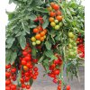 Paradajka Gallant F1 - Solanum Lycopersicum - semená - 10 ks