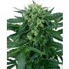 Sensi Seeds Cannabis Seeds Sensi Amnesia Automatic Feminized, 3-10 ks 10 ks