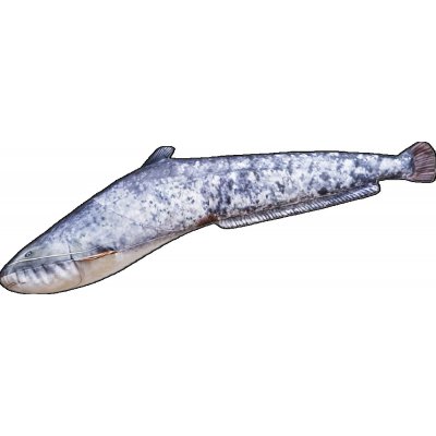 Gaby Plyšová Ryba Sumec Malý 62cm