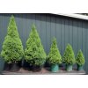 Smrek biely - Picea Glauca ´Conica´ - 30/40cm
