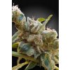 Paradise Seeds CBDrelax semena neobsahují THC 3 ks