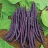 Fazuľa Purple Teepee špargľová kríčková fialová