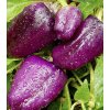 Paprika fialová Oda - Capsicum annuum - predaj semien - 9 ks