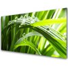 Sklenený obklad Do kuchyne Tráva voda kvapky príroda 100x50 cm