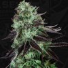 T.H.Seeds™ Cannabis Seeds Darkstar™, rôzne balenia, regular 5+1 ks