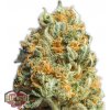 Heavyweight Seeds - Fully Loaded Auto 5 ks - Semená neobsahujú THC