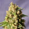 Kannabia Seeds - Kiss (Queso) 3 ks - semená neobsahujú THC