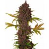 Fastbuds - LSD-25 Auto 3 ks - Semená neobsahujú THC