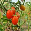BIO Paradajka Taste F1 - Solanum lycopersicum - bio semená - 10 ks