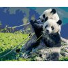 Diamantové maľovanie Diamondi - Diamantové maľovanie - PANDA A BAMBUS, 40x50 cm, Vypnuté plátno na rám (606972B)