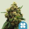 Royal Queen Seeds Cannabis Seeds Painkiller XL Feminized (High CBD) 3 ks
