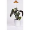 Venso Lampa pre rastliny SUNLiTE 7W - medená