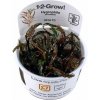 Hygrophila pinnatifida 1-2 Grow!